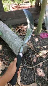 ALAT GOBANG TEBU TAJAM PER ASLI
