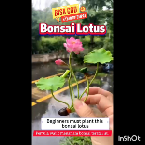 Biji Bunga Lotus Teratai Mini Biji Lotus Bunga Teratai Warna