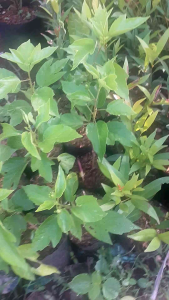 Tanaman Hias Kembang Sepatu Pink: Dekorasi Interior Cantik