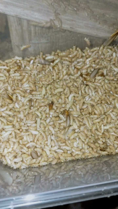 UMPAN MANCING POA/RAYAP/RENGAS UMPAN LEGEND SEMUA JENIS IKAN AIR TAWAR KEMASAN MIKA 1000ML