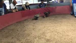 ไข่เชื้อไก่ชน ลูกชายมหานคร100% รับประกันเชื้อ ฟักออกจริง ส่งด่วนทั่วประเทศ