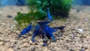 Tép cảnh màu Blue Dream trang trí hồ thuỷ sinh cá cảnh