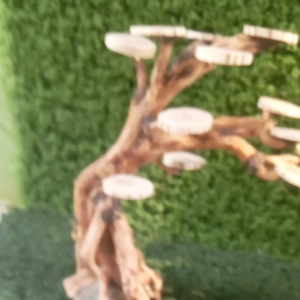 bonsai aquascape akar rasamala tinggi 20-25cm MURAH