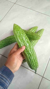 Buah Pare Paria Labu Pahit (500 Gram) Enak Segar Asli Ciamis Olahan Sayur Sehat