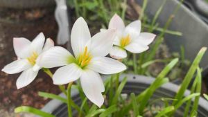 011.หัวดอกบัวดิน Insularum หัวละ 15 บาท