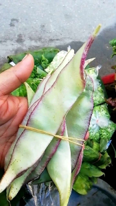 PaeBaSongDee ถั่วแปยาวพม่า500g.