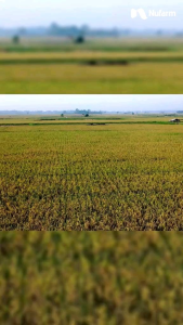 GIBGRO 1GR ZPT TANAMAN