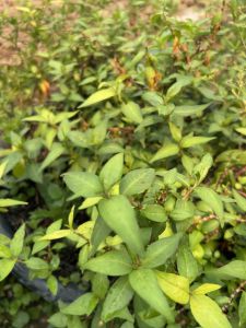 ต้นผักไผ่ พื้นบ้านพร้อม 6 ต้น 35 บาท การซื้อที่รับฟรี 1 ต้น