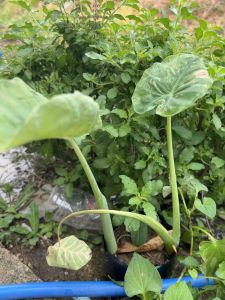 ☘️ต้นออดิบ🍀 ต้นอ้อดิบ🍀ต้นทูน☘️ต้นคูน☘️หรือตูน☘️ต้นละ 35 บาท 3 ต้น 100 บาท ☘️พร้อมปลูกลงดิน☘️