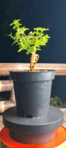 sancang split trunk #sancang plintir