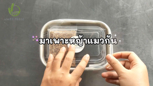 ชุดหญ้าแมวพร้อมปลูก ต้นอ่อนข้าวสาลี Cat grass DIY set