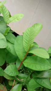 Pucuk Daun Jambu Biji Muda 100 Lembar Herbal Alami Obat Diare