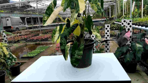 ฟิโลเดนรอนเบอเบิ้ลมาร์ค ต้นไม้ประดับสวยสวยสวนป้าพร ต้นไม้ฟอกอากาศ