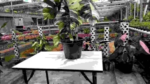 ฟิโลเดนรอนอิพิคูมิน่อล ต้นไม้ประดับสวยสวยสวนป้าพร ต้นไม้ฟอกอากาศ