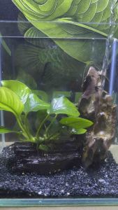 **Pramosi**[Full Pack ] Tank Size - 10*15*14.5 cm [ Tank + gravel + plant ] Full Pack