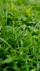 Abaya Muslimah Wanita: Desain Elegan & Bahan Berkualitas