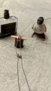 Tali Burung Kutilang & Trucuk Model Terbaru Indonesia & Palestina