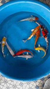 JAPAN KOI LOCAL BREED SUPER GRADE 9/10” sizes 10pcs RAMADHAN COMBO at RM1688 + shipping RM100 ( 2 XL boxes ) with FREE GIFTS !