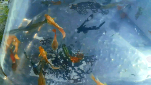 (15 tặng 5)Combo 15 bé 7 màu thủy sinh nhiều dòng ngẫu nhiên:rồng đỏrồng tímblue tarzan đumboFulgoll koi đenda rắn....+tặng 5 bé phòng hao hụt +tặng gói thức ăn