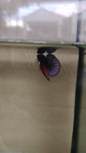 Haftmoon Plakat Betta Fish B10 - Blue Red (Junior)