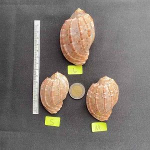 หอยทากทะเลสีน้ำตาลลาย 6-9cm yang sea snail shell Carambola conch