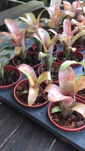 Billbergia Tequila Sunset ( 積水风梨 / bromeliad )