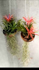 ต้นพระจันทร์เสี้ยว(พันธุ์หัวแดง)**ตอนนี้น้องหัวเขียวนะคะเนื่องจากอากาศร้อนน้องจะหัวแดงเมื่อถึงฤดูฝนกับหนาวค่ะ***พร้อมลวดแขวน #สัปรดหัวแดง #ทิวแลนเซียหัวแดง #ต้นไม้ฟอกอาการ#ต้นไม้ตกแต่งบ้าน #ต้นไม้ #ไม้แขวน #ต้นไม้ฟอกอากาศ #ตกแต่งบ้านสวยๆ พร้อมส่งค่ะ