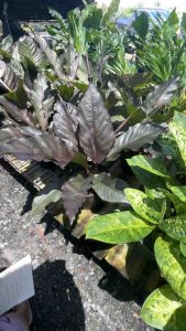 หน้าวัวใบ (Anthurium ‘Red Majesty’) หรือบางคนเรียกว่า หน้าวัวใบดำ ลักษณะเด่นคือ • ใบยาวเรียว ปลายแหลม • สีใบเป็นโทนม่วงดำหรือเขียวเข้มอมแดง • เส้นกลางใบชัดเจน ออกสีแดงหรือม่วง • ดอกเป็นแท่งช่อเช่นเดียวกับหน้าวัวทั่วไป แต่สีม่วงเข้ม เป็นไม้ประดับใบที่