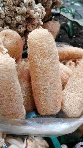 sikat gambas kering - sponge loofah vegatable - sikat cucian alami - sikat gambas
