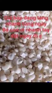 (Giá sỉ) 2kg Bắp/ngô nếp khô giá nhà máy