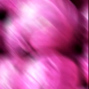 (KEMASAN PREMIUM) BIJI | BENIH TANAMAN KOL/KUBIS UNGU (isi -+300 Butir)