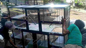 Kandang Kucing 3 Kamar Jumbo