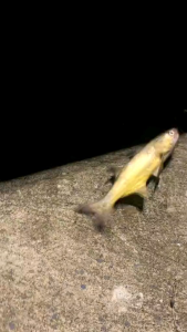 Perambut Killer Kolam Pancing Air Masin/Kuala Laut