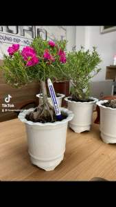 Combo 5 gốc 10h thân gỗ (to cỡ bút bi)