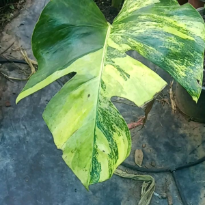 มอนเตอร่าออเรียมอนเหลือง Monstera Aurea ไม้วางข้อชำนาน 2 เดือน ใบด่างสวย มากขายต้นตามภาพ