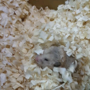 Pet bedding Luxury bedding Hamster bedding 白羊大刨花木削/Natural wood bedding