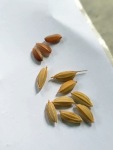 Benih Padi Huma Asli Darat Paket 1 Kg