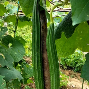 (KEMASAN PREMIUM) BIJI | BENIH TANAMAN OYONG / GAMBAS ( isi -+20 butir)