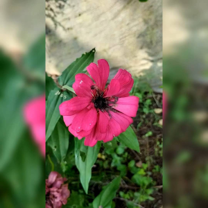 10 BIJI BENIH BUNGA ZINNIA CHERRY QUEEN