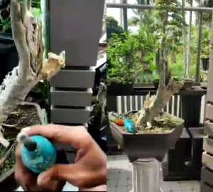 Alat Bonsai  Mata Bor Jin Pohon Bonsai  model Lancip As 3mm
