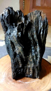 Kayu galih wunglen asli Imogiri Jogja