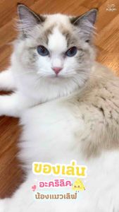 [พร้อมส่ง❗️] ของเล่นแมวอะคริลิค มีหนูด้านใน น้องแมวชอบมาก🎈| แมวหิว