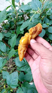 pipa cangklong lawasan sering gading ukir semar