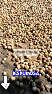 KAPULAGA KERING 1 KG MURAH
