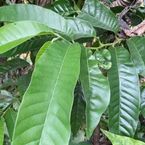 Daun nona srikaya segar 500 gram-az