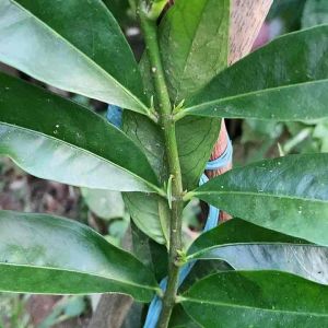 Daun Mahkotadewa Segar & 100 Lembar Mahkota Dewa