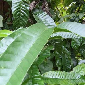 Daun srikaya dan daun nona segar 300 gram