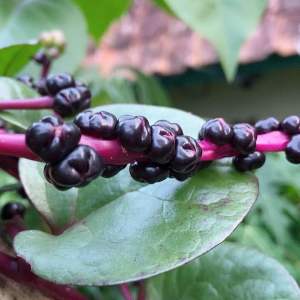 Buah angkung buah biji angkung isi 100 butir-az