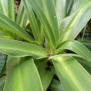 Daun bakung segar 500 gram Bahan Herbal Segar Daun Bakung Untuk Kesehatan Pengiriman Ekonomis Daun Bakung Herbal Alami Untuk Pengobatan - Lazada