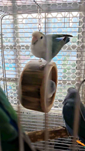 CLAWSnPAW Natural Bamboo Swing For Birds Small Pets I Chew Toy *ready stocks supports local